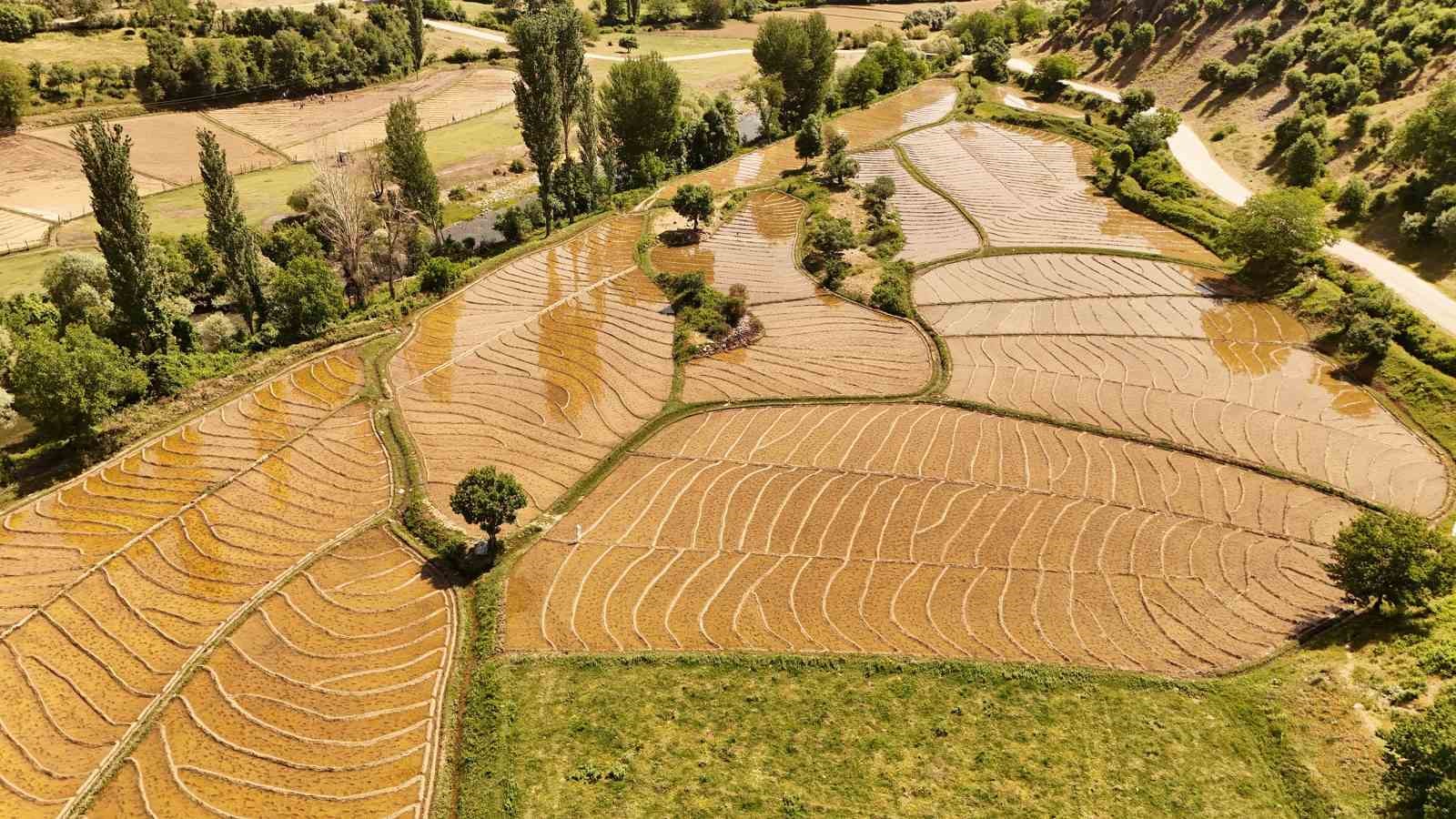 Bitlis&rsquo;te y&uuml;z yıllardır imece usul&uuml; &ccedil;eltik ekimi yapılıyor
