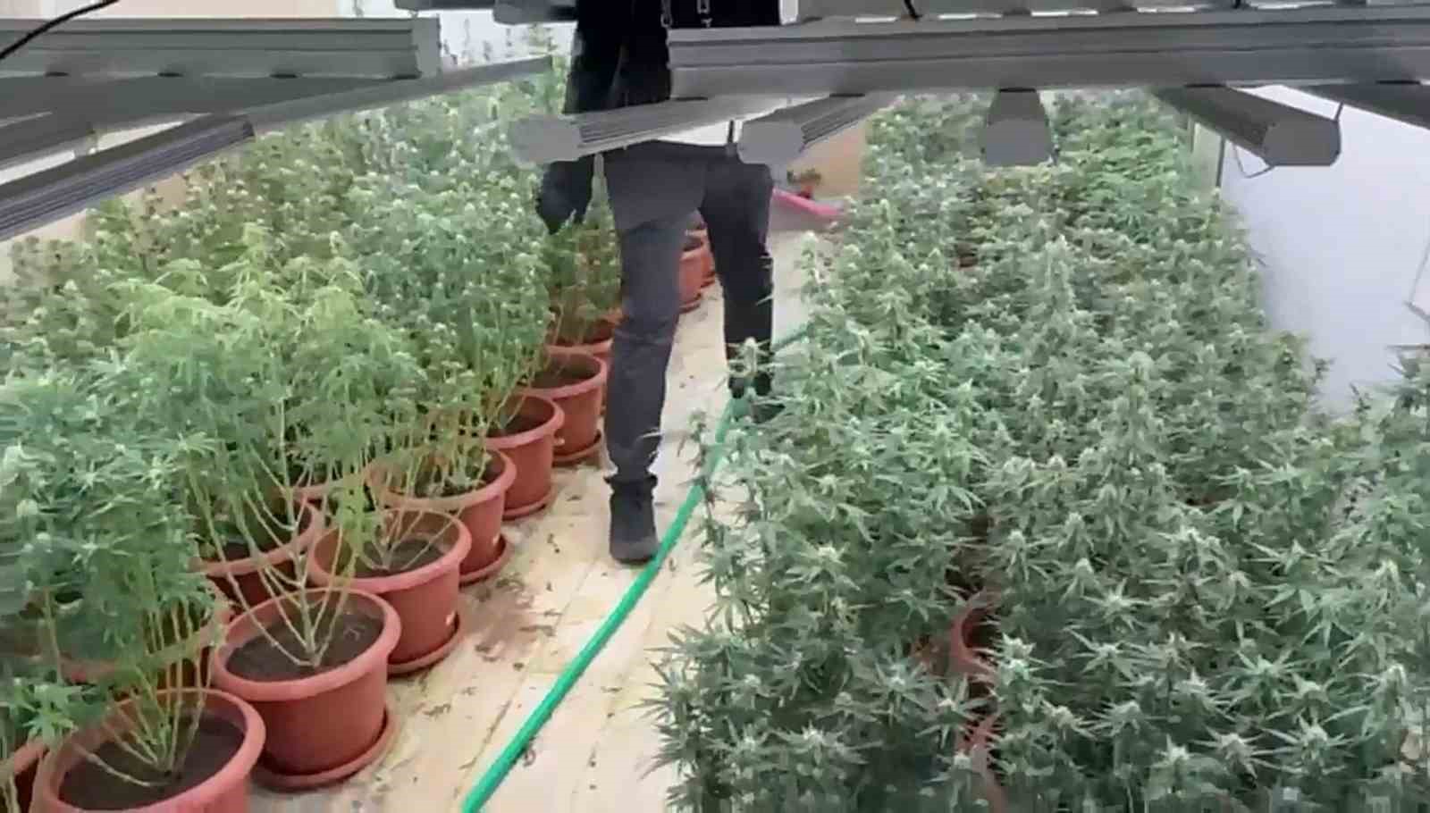 Villayı kenevir bahçesine çevirmişler