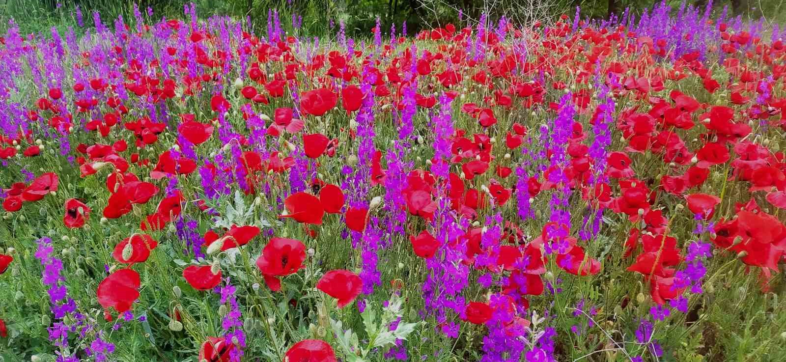 Hisarcık’ta tarlalar mor ve kırmızı renge büründü