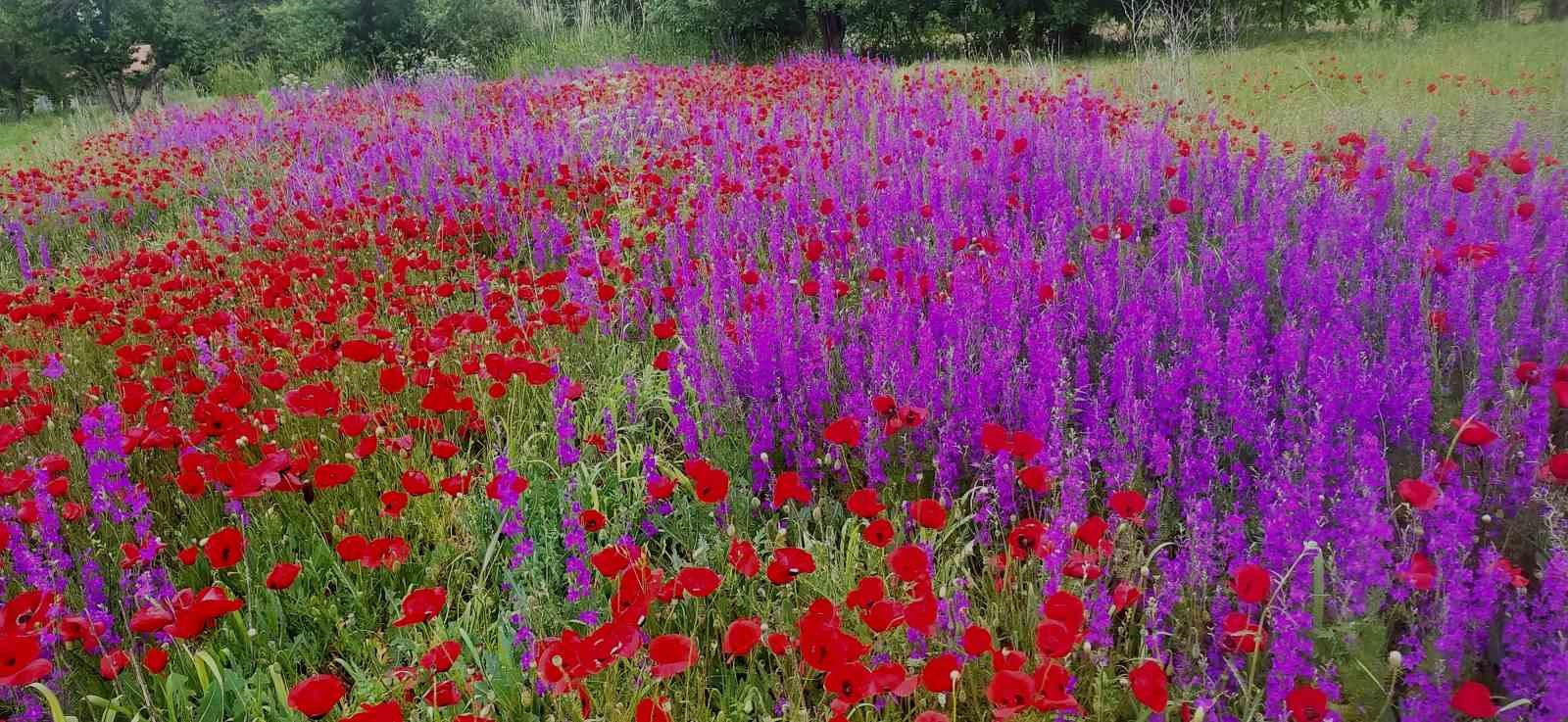 Hisarcık&rsquo;ta tarlalar mor ve kırmızı renge b&uuml;r&uuml;nd&uuml;
