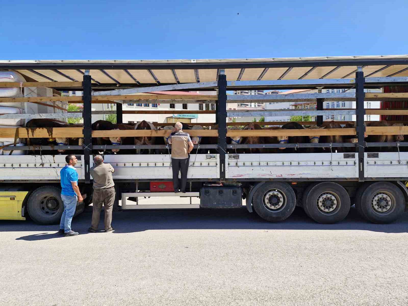 Bayburt’ta kurban sevki denetimleri sürüyor