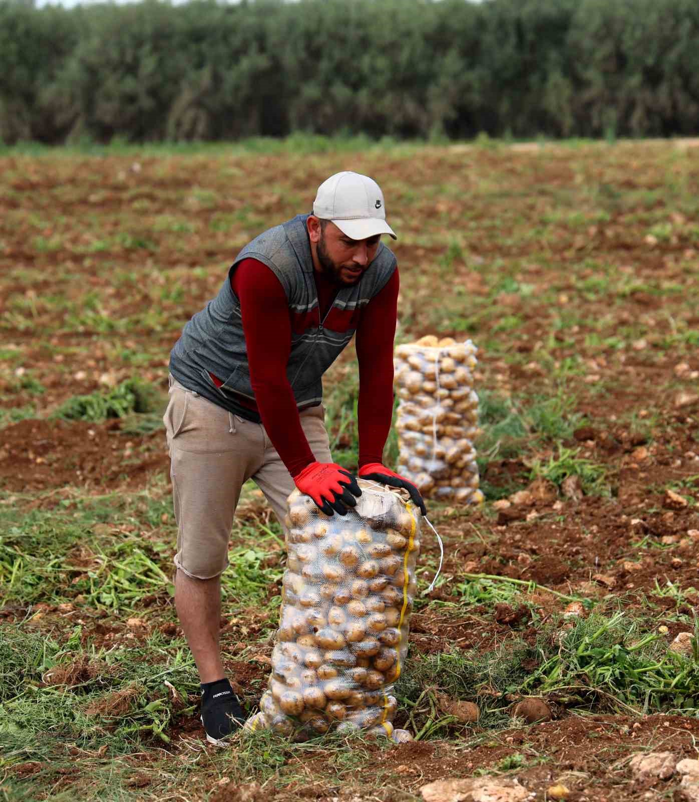 Bunlar özel işçiler: Günlük 250-300 ton patates yükleyip 2 bin 500 TL kazanıyorlar
