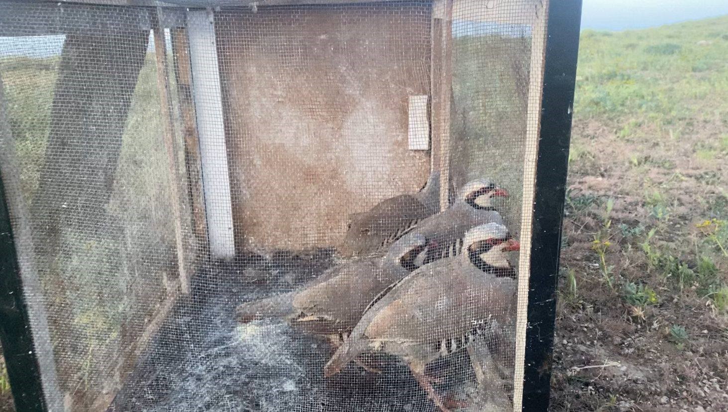 Van&rsquo;da ka&ccedil;ak keklik avlayan bir kişiye 49 bin 219 lira ceza
