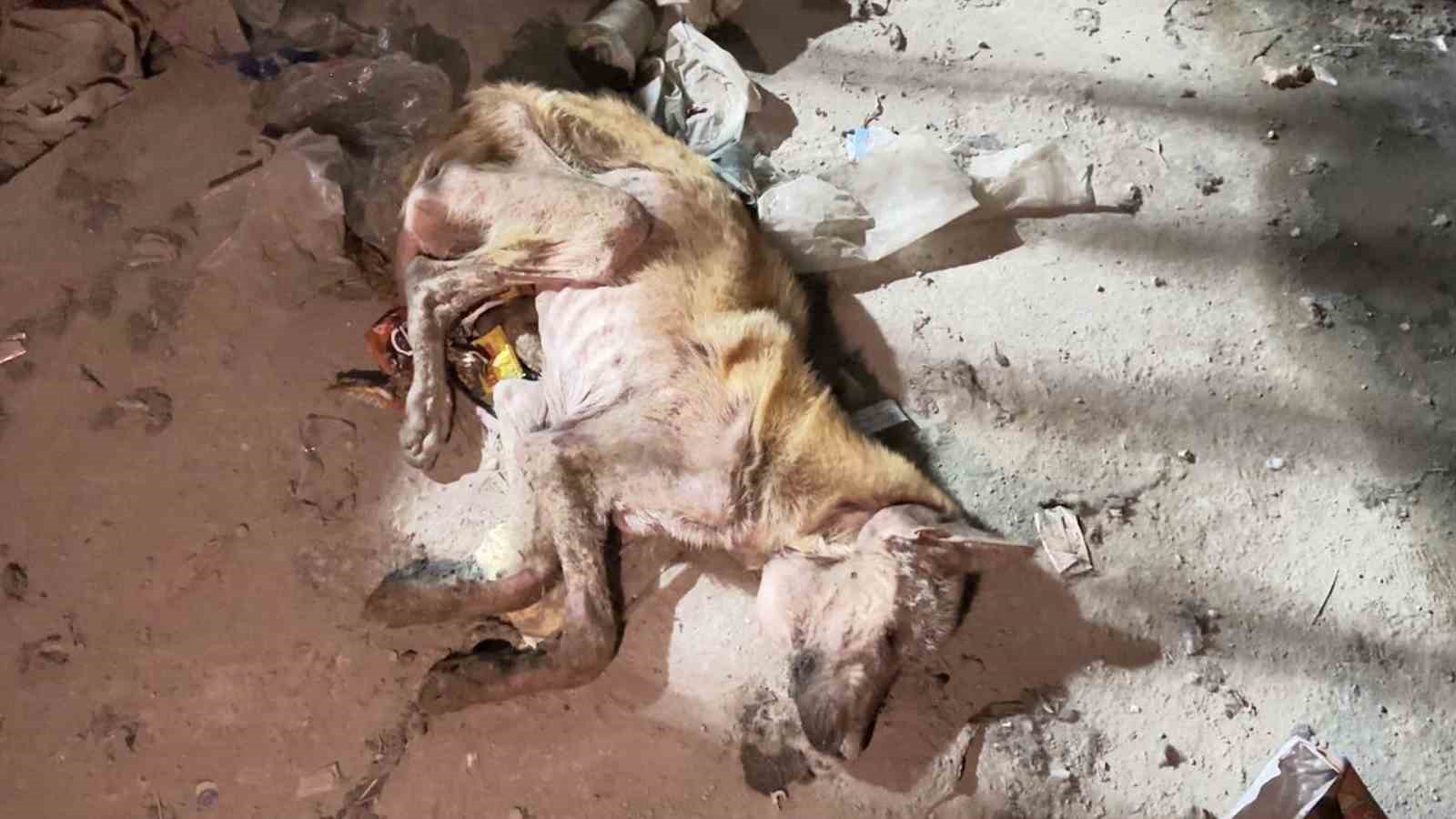 Mardin’de telef olmak üzere bulunan köpek tedavi altına alındı