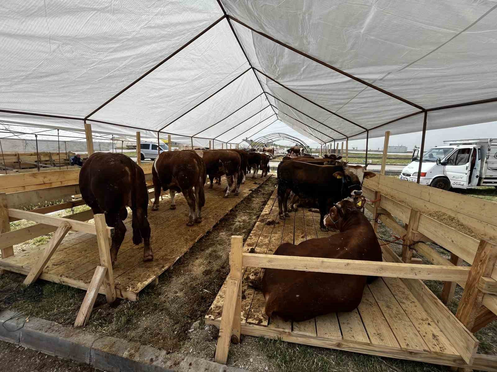 Sincan&rsquo;da Kurban Bayramı hazırlıkları tamam

