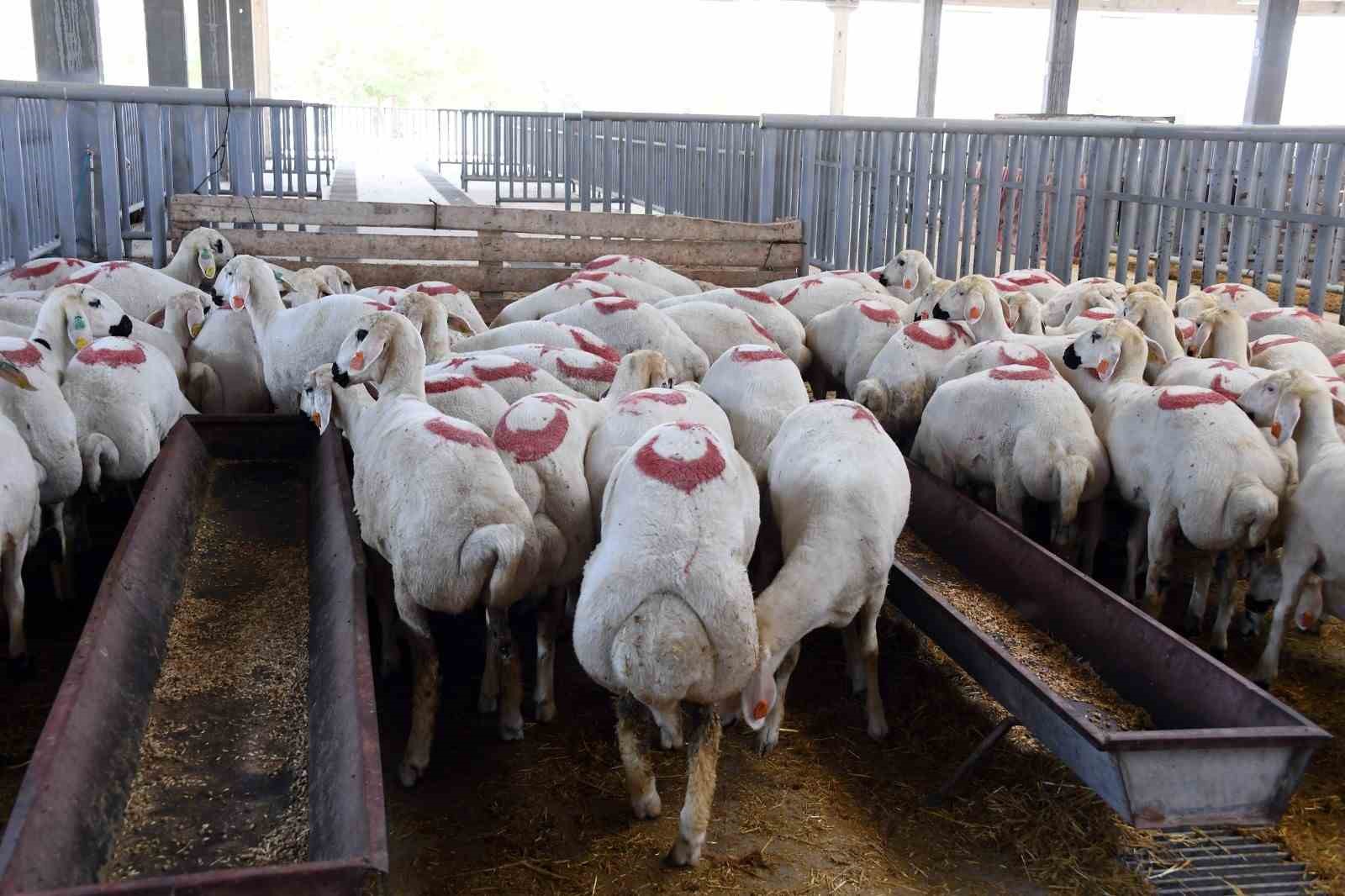 Konya B&uuml;y&uuml;kşehir Kurban Bayramı&rsquo;na hazır
