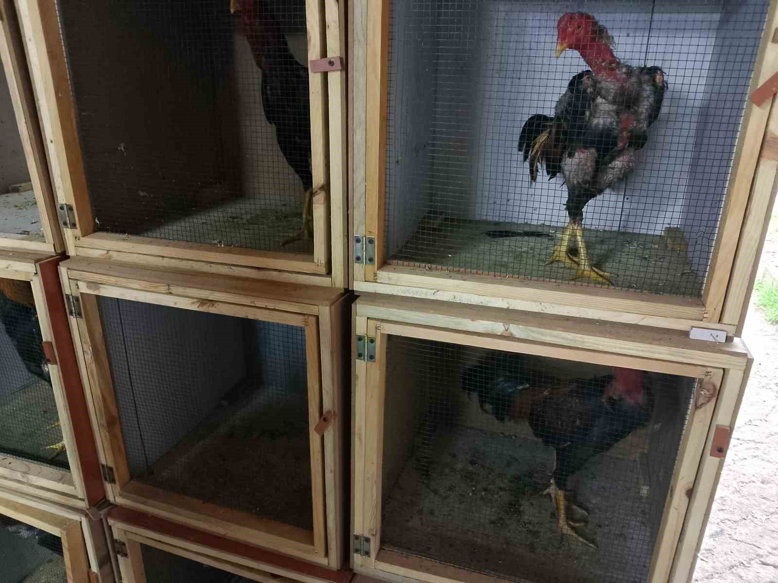 Samsun&rsquo;da horoz d&ouml;v&uuml;ş&uuml;ne polis baskını: 129 bin 458 lira para cezası
