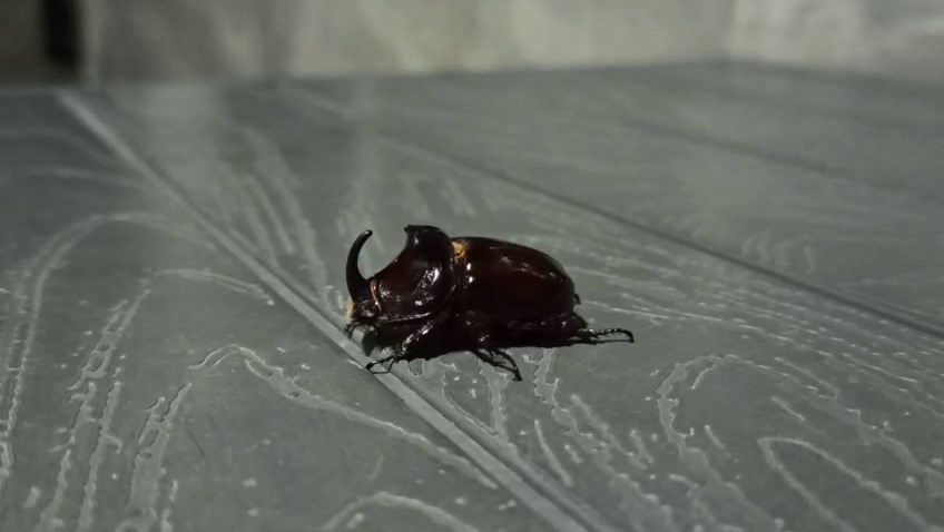 Adıyaman&rsquo;da Gergedan b&ouml;ceği g&ouml;r&uuml;ld&uuml;
