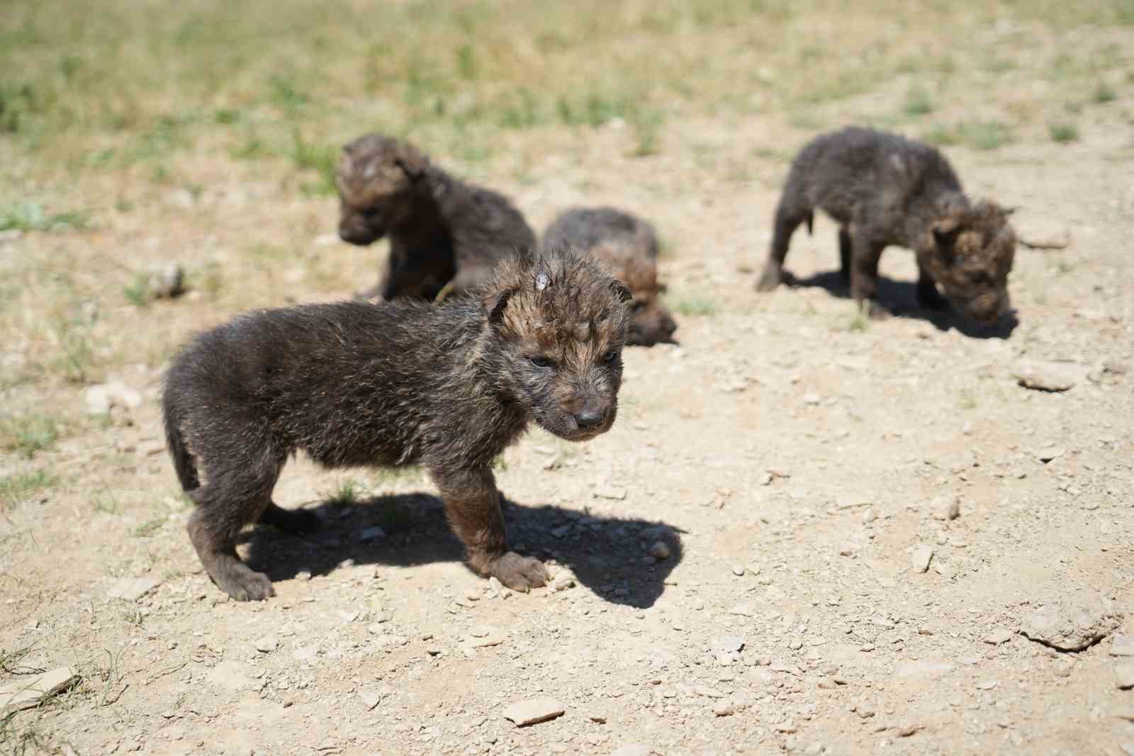 Muş’ta çoban kardeşler yaylada ölmek üzere olan kurt yavrularını kurtardı