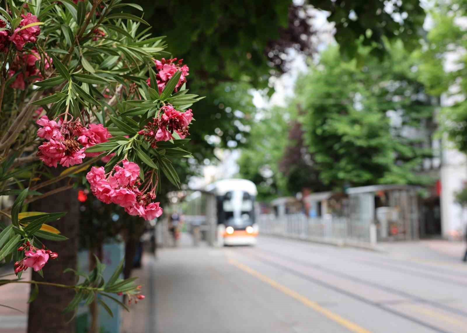 Köprübaşı palmiyeler ve zakkumlarla süslendi