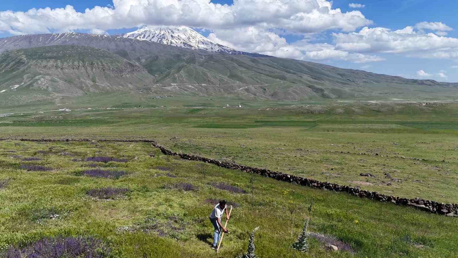 Iğdır’da çorak arazi ağaçlarla yeşeriyor