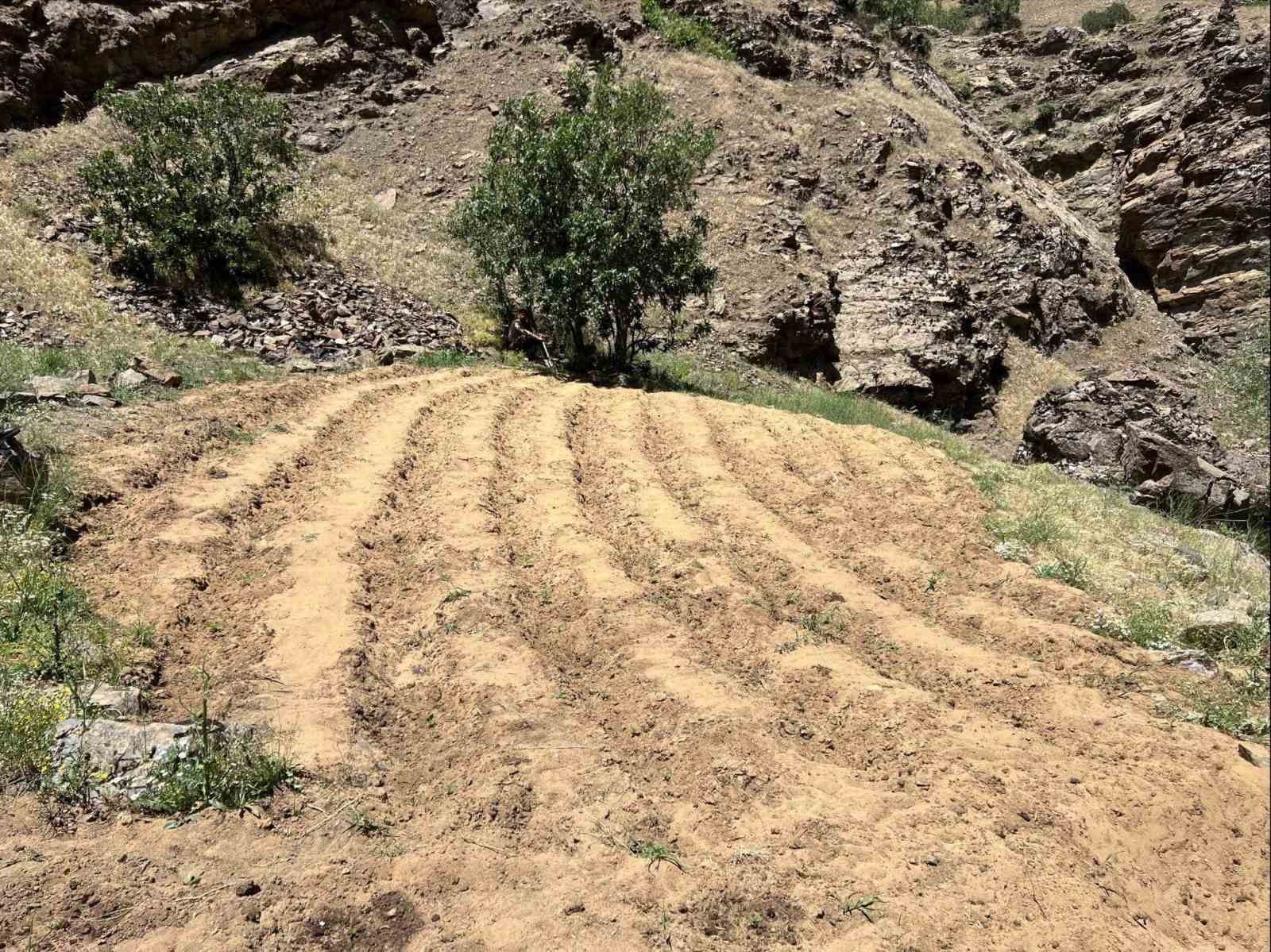 Bingöl’de 2 bin 900 kök kenevir ele geçirildi