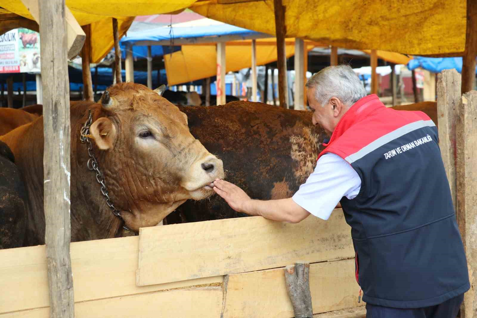 Samsun’da Kurban Bayramı öncesi hayvan sağlığı ve satış denetimleri