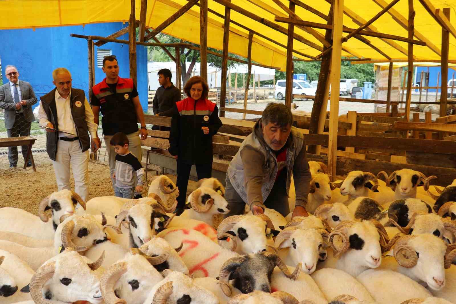 Samsun&rsquo;da Kurban Bayramı &ouml;ncesi hayvan sağlığı ve satış denetimleri

