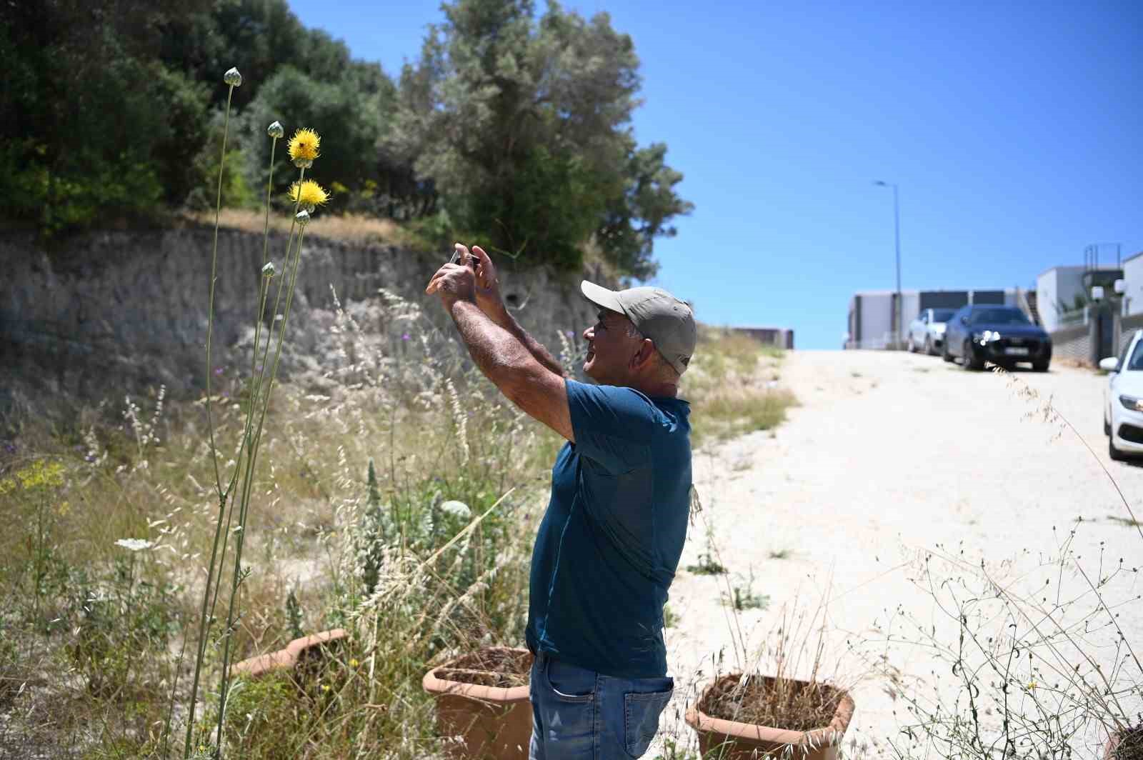 Kuşadası’nın sembolü ’Tülüşah’ çiçek açtı