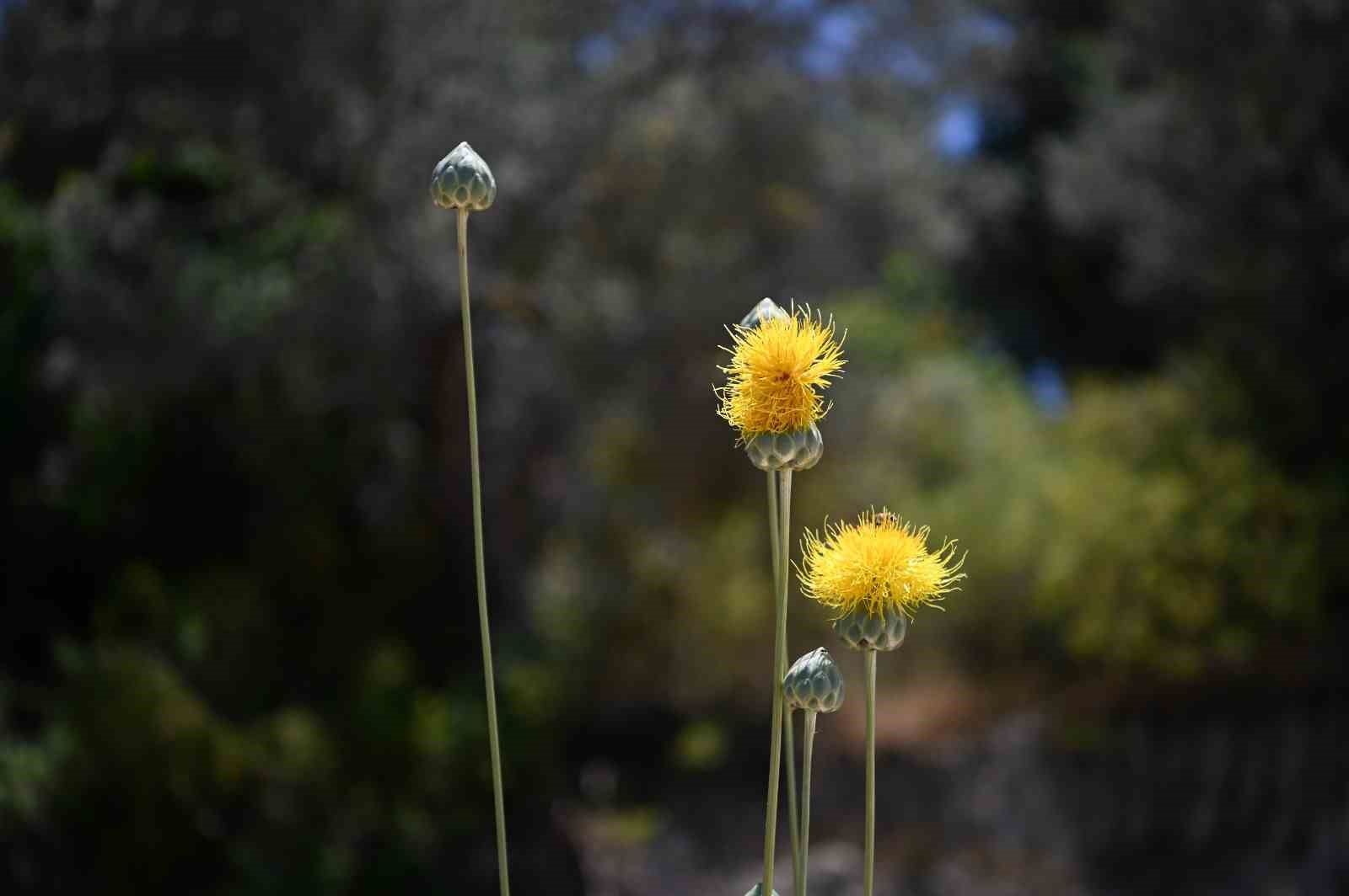 Kuşadası&rsquo;nın sembol&uuml; &rsquo;T&uuml;l&uuml;şah&rsquo; &ccedil;i&ccedil;ek a&ccedil;tı
