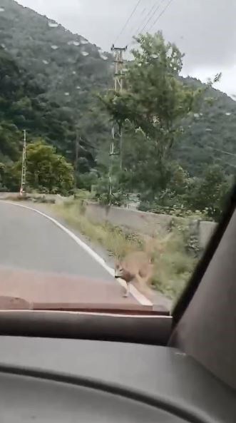Karayolundaki karacayı telefonu ile kayda alırken bunun olacağını hiç aklına getirmedi