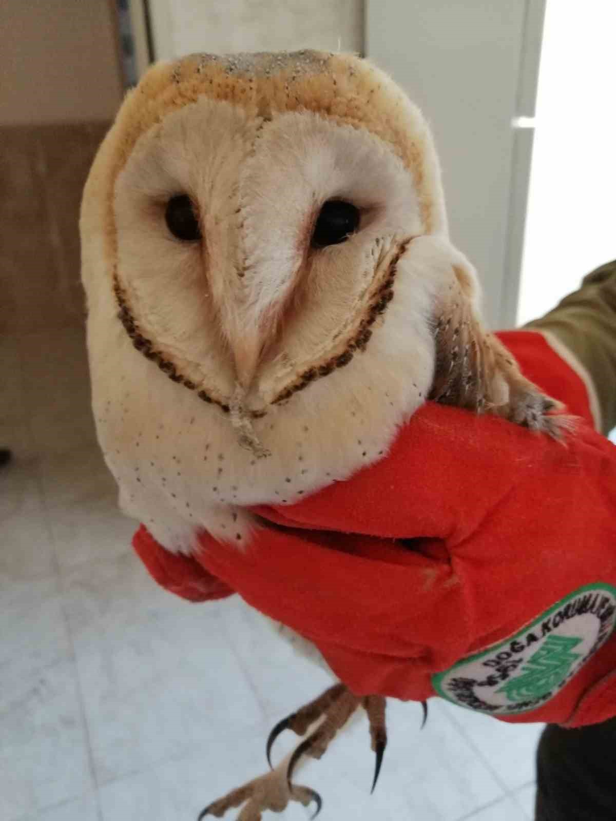 Şanlıurfa’da bitkin halde bulunan peçeli baykuş tedavisinin ardından doğaya salındı