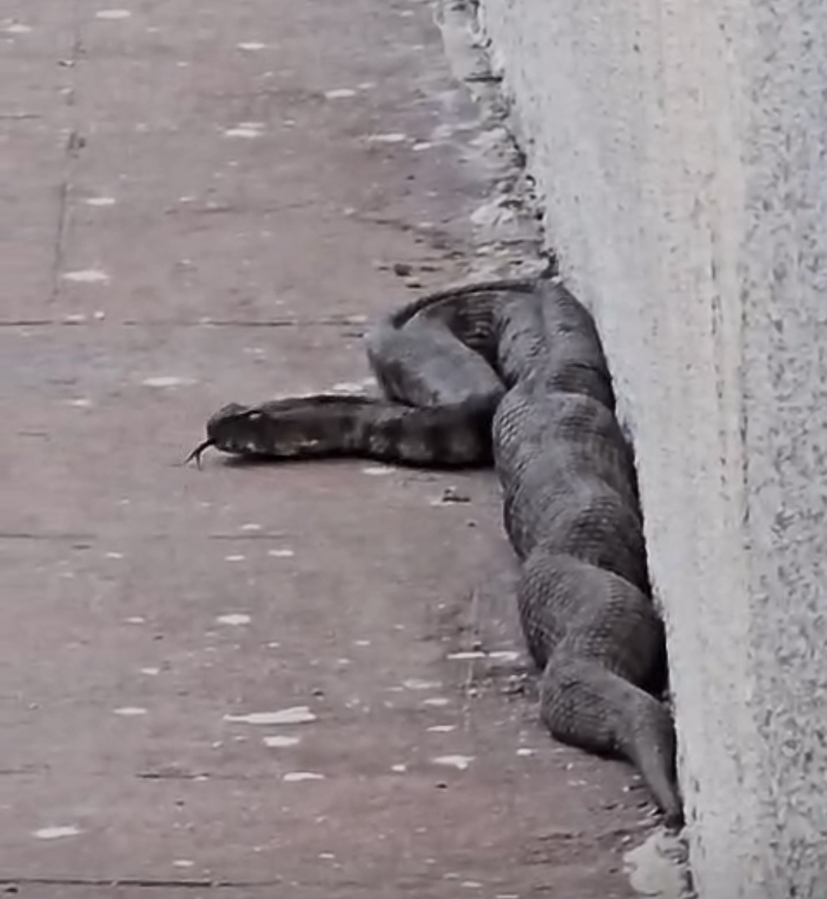 Gaziantep’te site bahçesinde yılan paniği