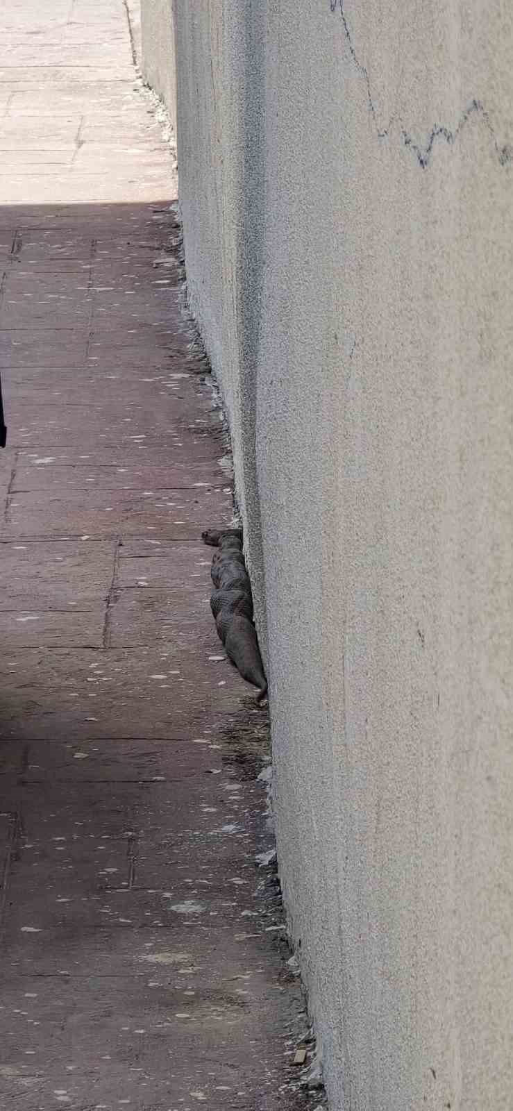 Gaziantep&rsquo;te site bah&ccedil;esinde yılan paniği
