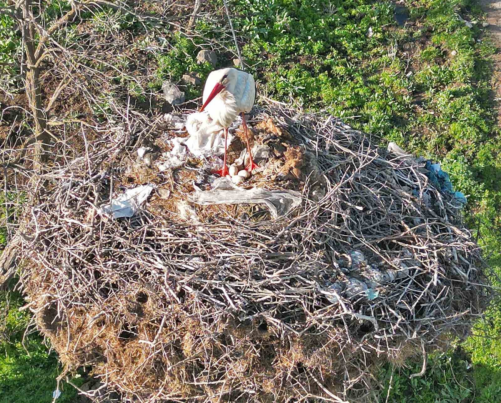 Anne leylek yavrularının başından bir an olsun ayrılmadı