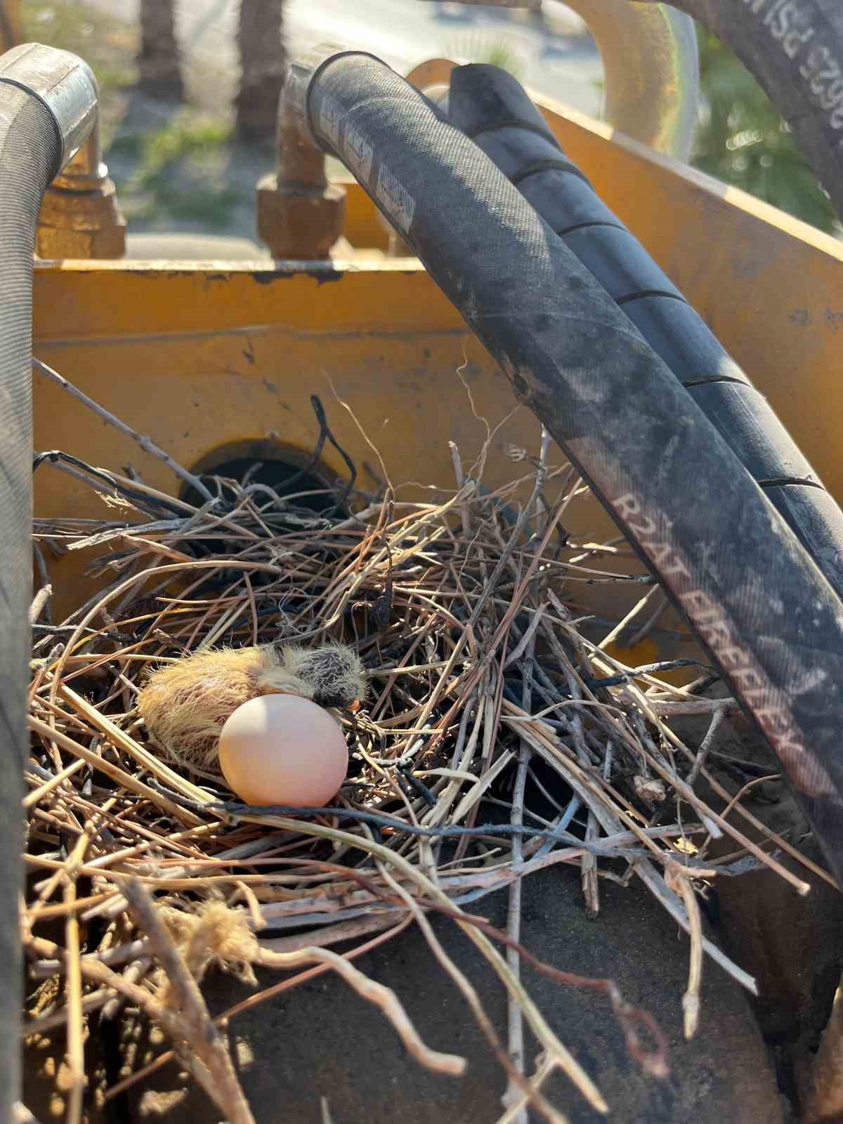 Yuva bozulmasın diye kep&ccedil;esine 23 g&uuml;nd&uuml;r kontak vurmayan operat&ouml;r, şimdiyse yumurtadan &ccedil;ıkan kumruların yuvadan u&ccedil;up gitmesini bekliyor

