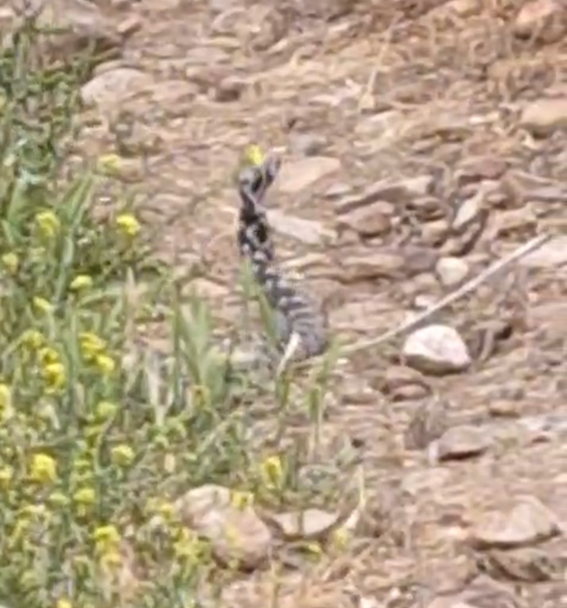 Yılanların dansı görüntülendi