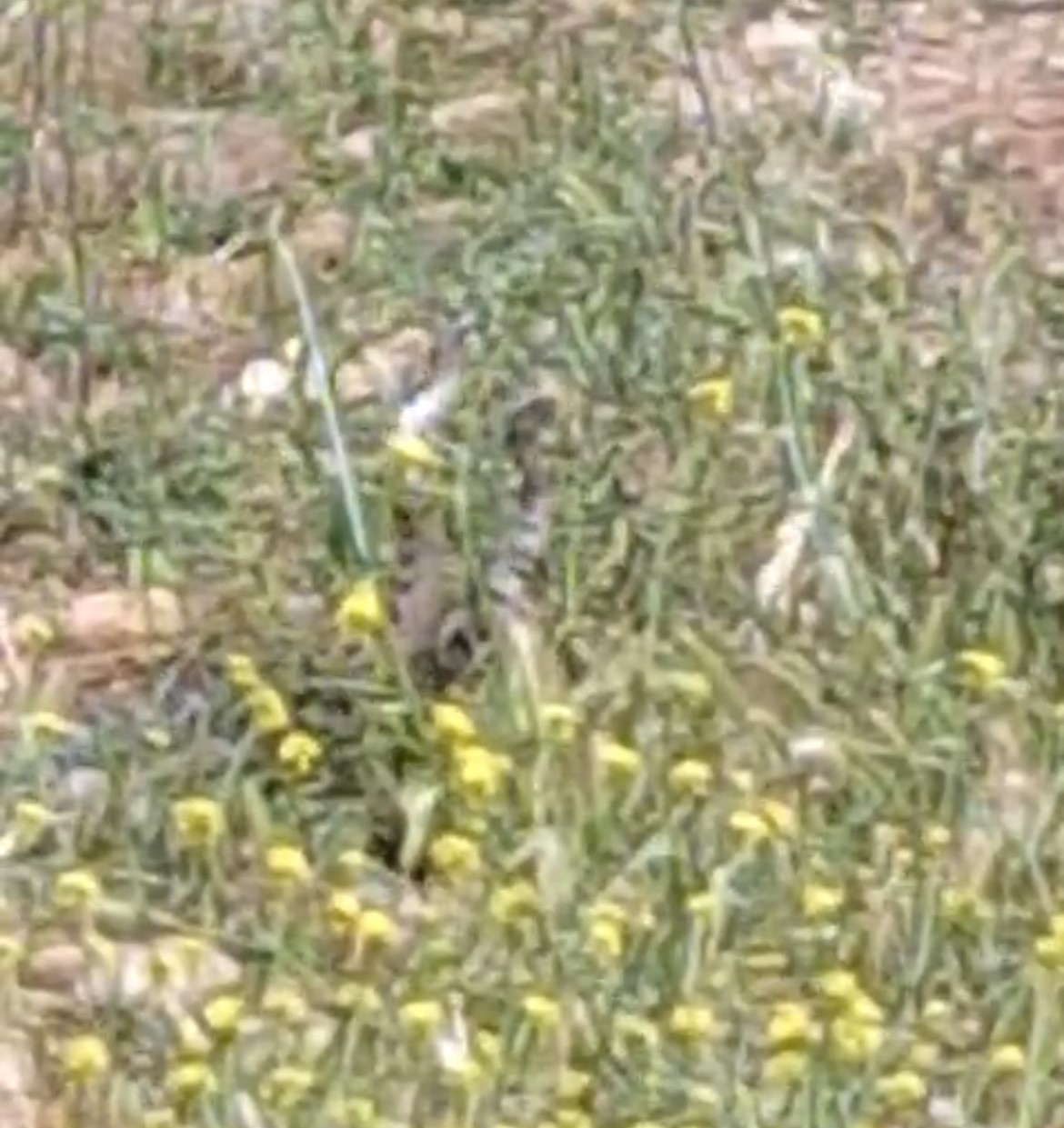 Yılanların dansı g&ouml;r&uuml;nt&uuml;lendi
