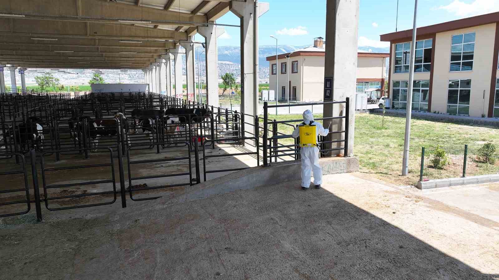 Kahramanmaraş Hayvan Borsası hazır