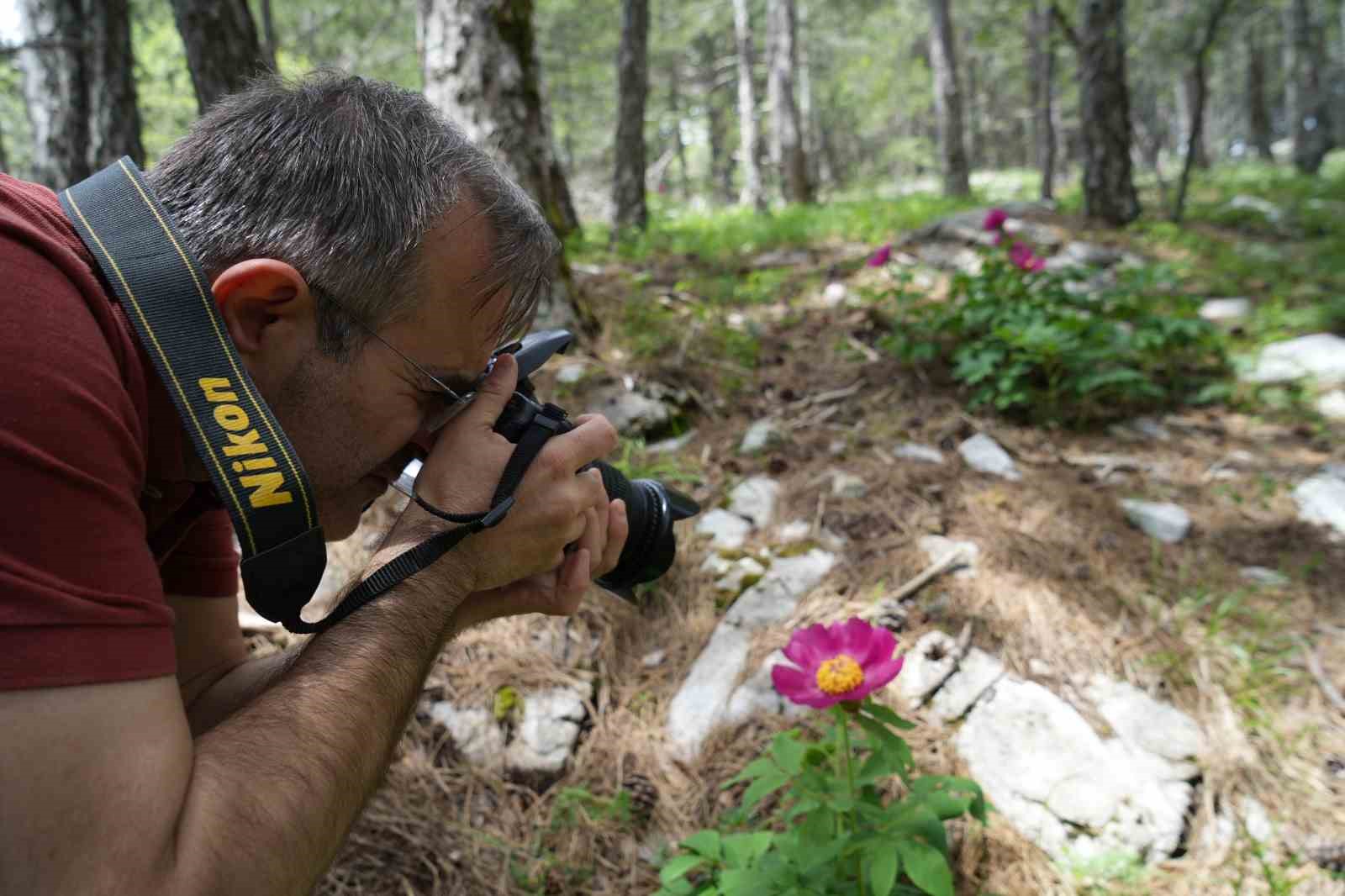 Kazdağları’nda yetişen endemik şakayık türünü koparmanın cezası 557 bin TL