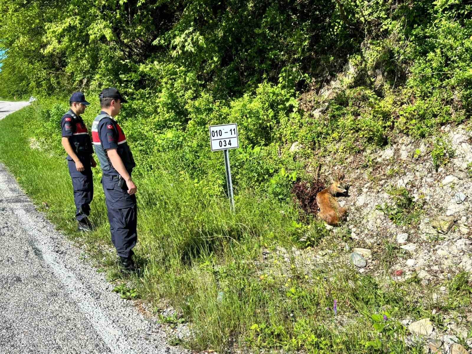 Kastamonu’da yaralı halde bulunan karacalar tedavi altına alındı