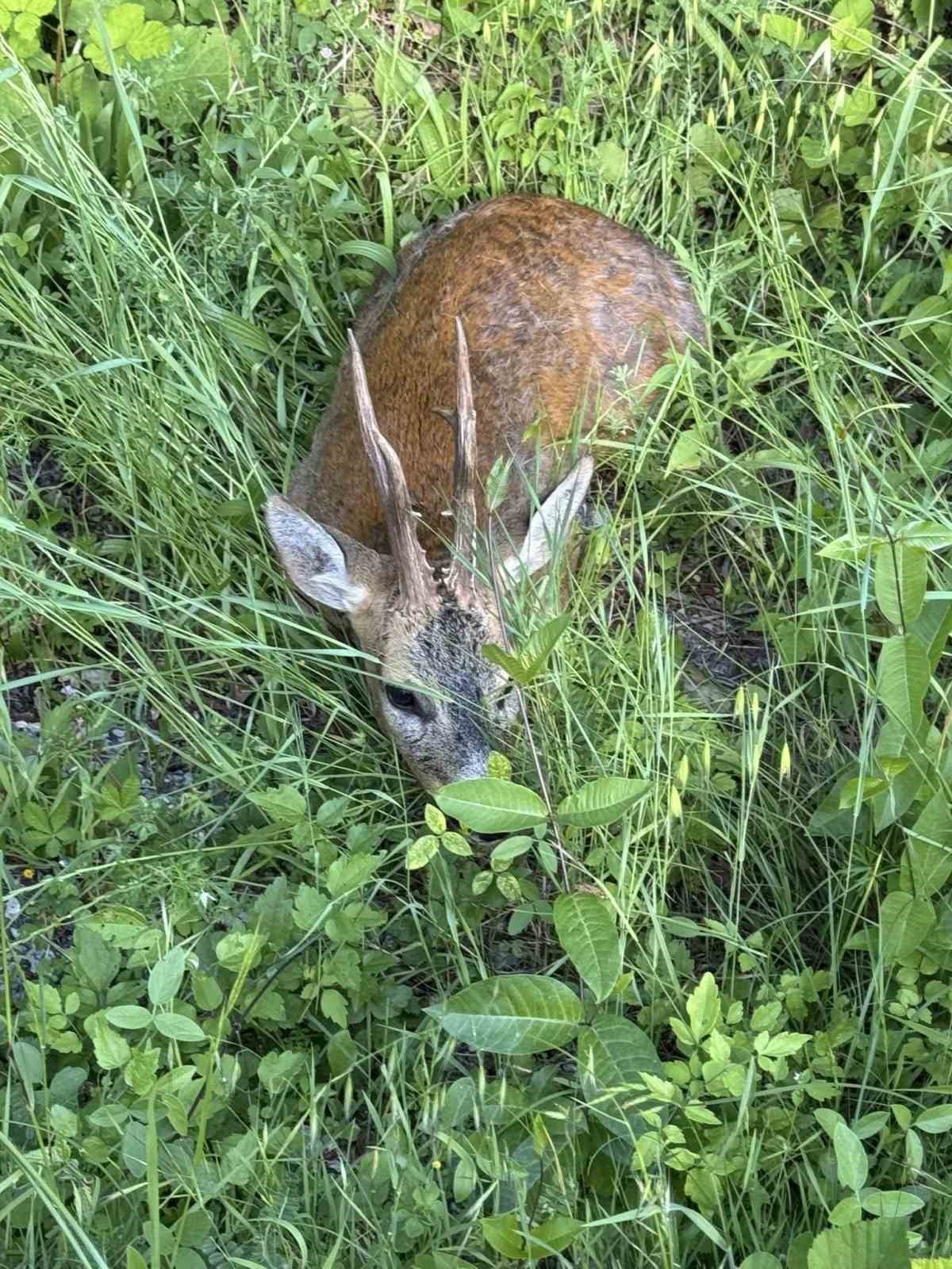 Kastamonu&rsquo;da yaralı halde bulunan karacalar tedavi altına alındı
