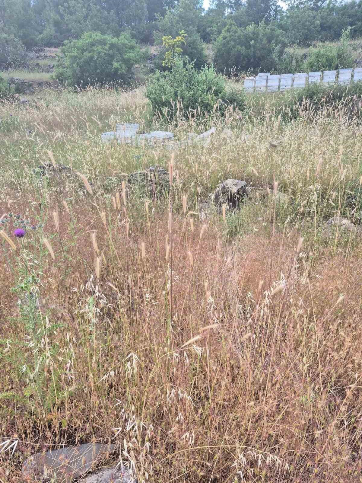 Ayının kovanlara saldırdığı anlar kamerada
