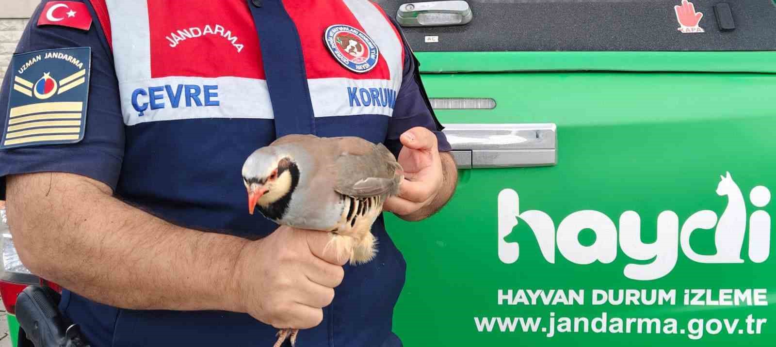 Jandarma kınalı kekliği koruma altına aldı