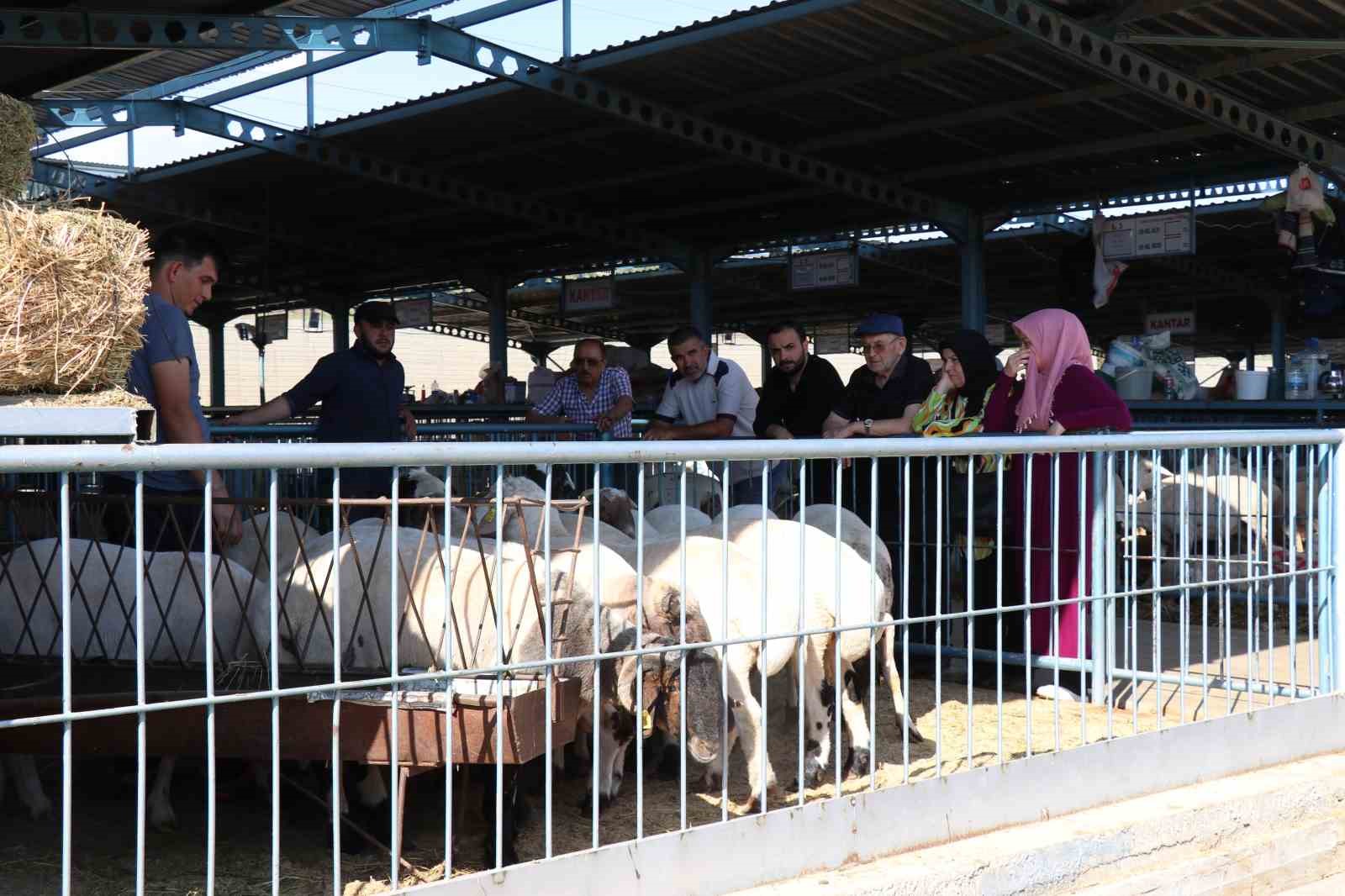 Denizli’de kurbanlıklar alıcılarını bekliyor