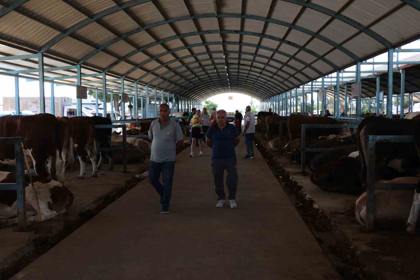 Denizli’de kurbanlıklar alıcılarını bekliyor
