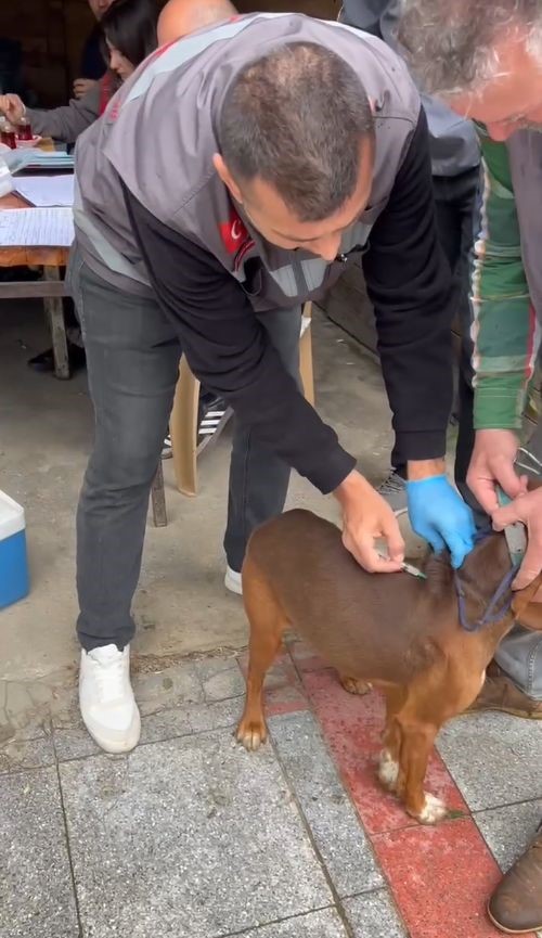 Kırklareli’nde evcil hayvanlara kuduz aşılaması yapılıyor