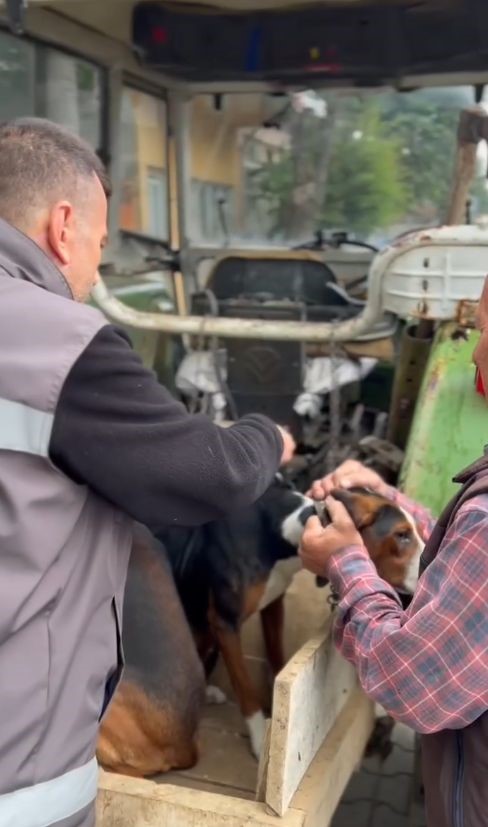Kırklareli’nde evcil hayvanlara kuduz aşılaması yapılıyor

