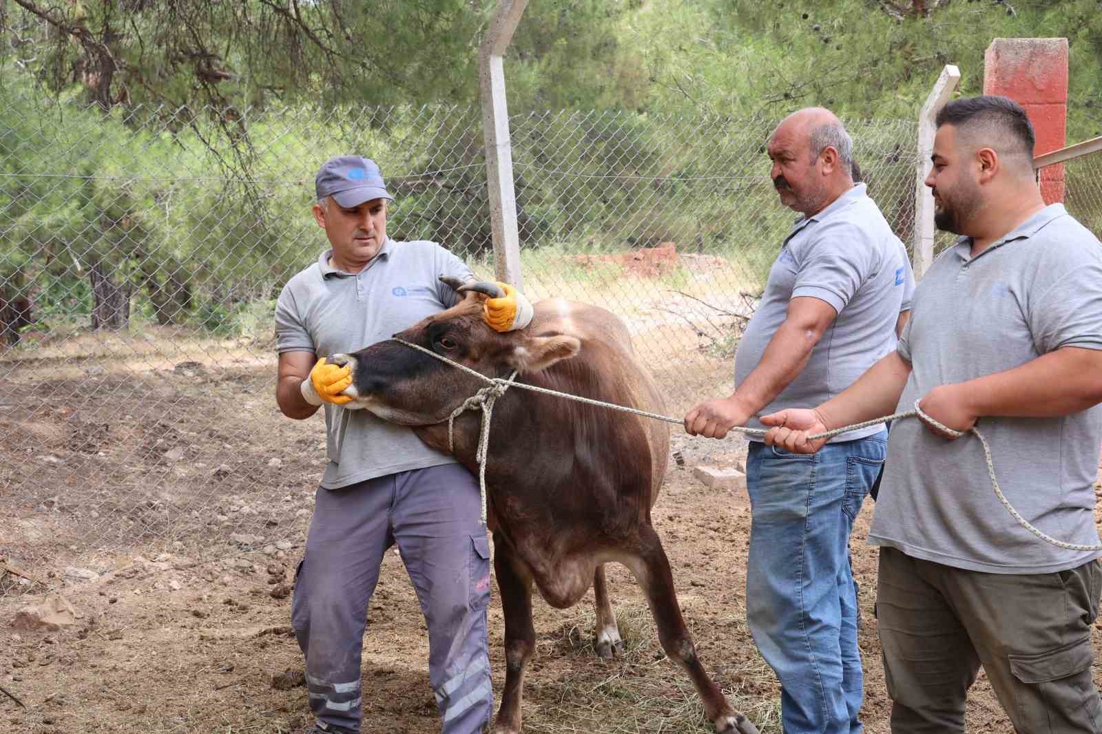 Antalya Büyükşehir Belediyesi Kurban Bayramı’na hazır