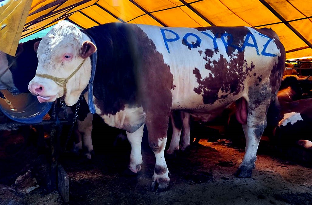 Pazarın ağır abisi "Poyraz" ilk g&uuml;nden satıldı
