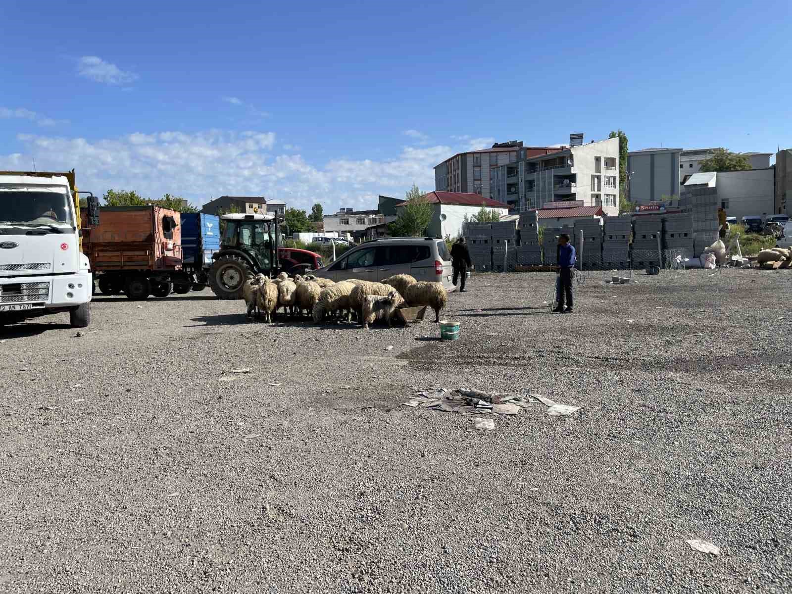 Malazgirt’te küçükbaş kurbanlıklar satışa çıkarıldı