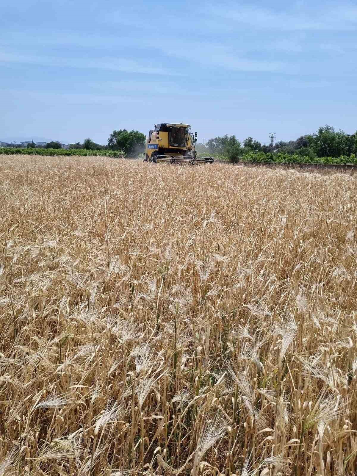 Aliağa&rsquo;da 2025 yılı hububat hasatı başladı
