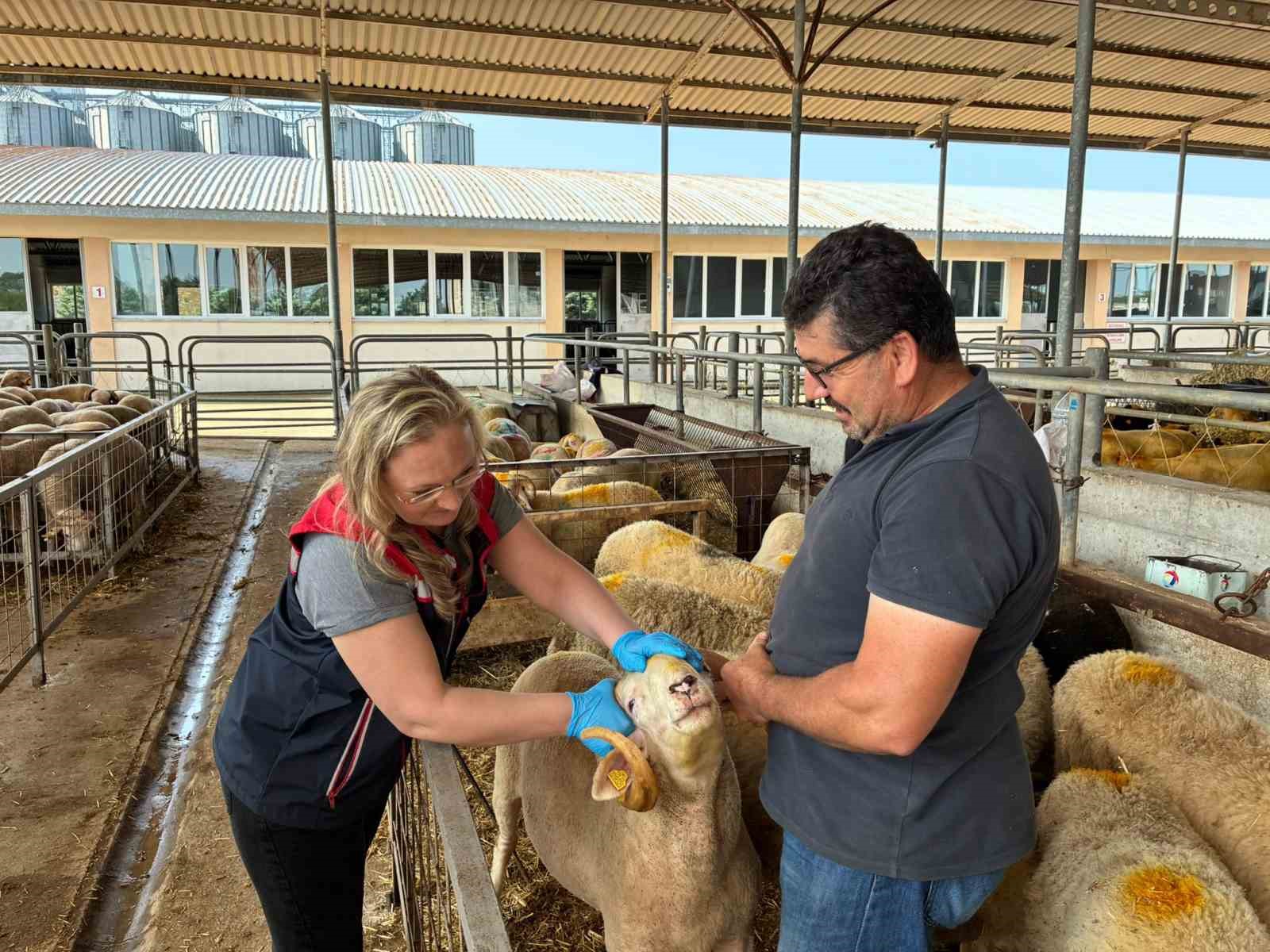 Edirne’de kurban satış alanlarında sıkı denetim