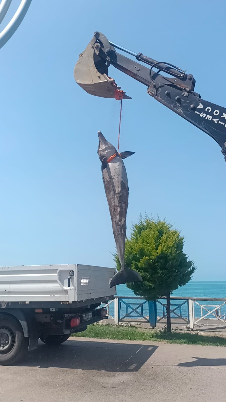 &Ouml;l&uuml; yunus balığı sahile vurdu
