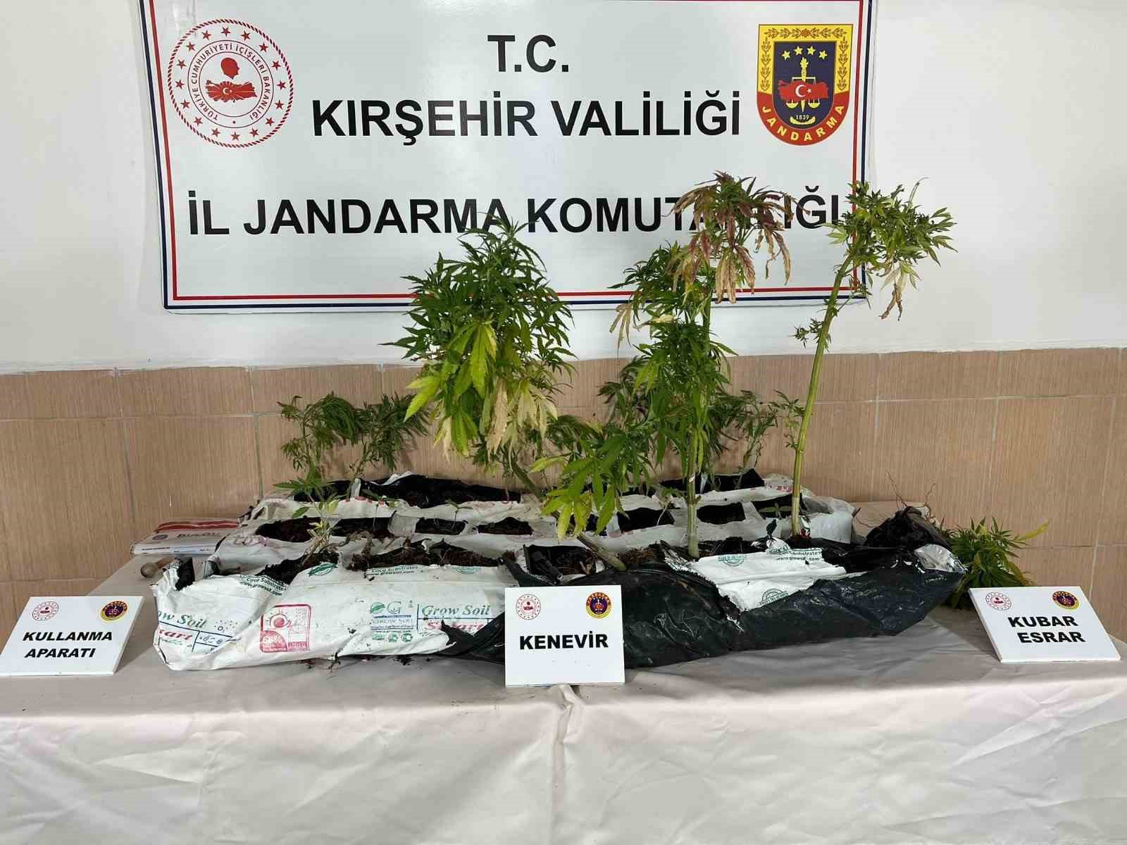 Kırşehir’de uyuşturucu operasyonu: 40 kök kenevir ele geçirildi