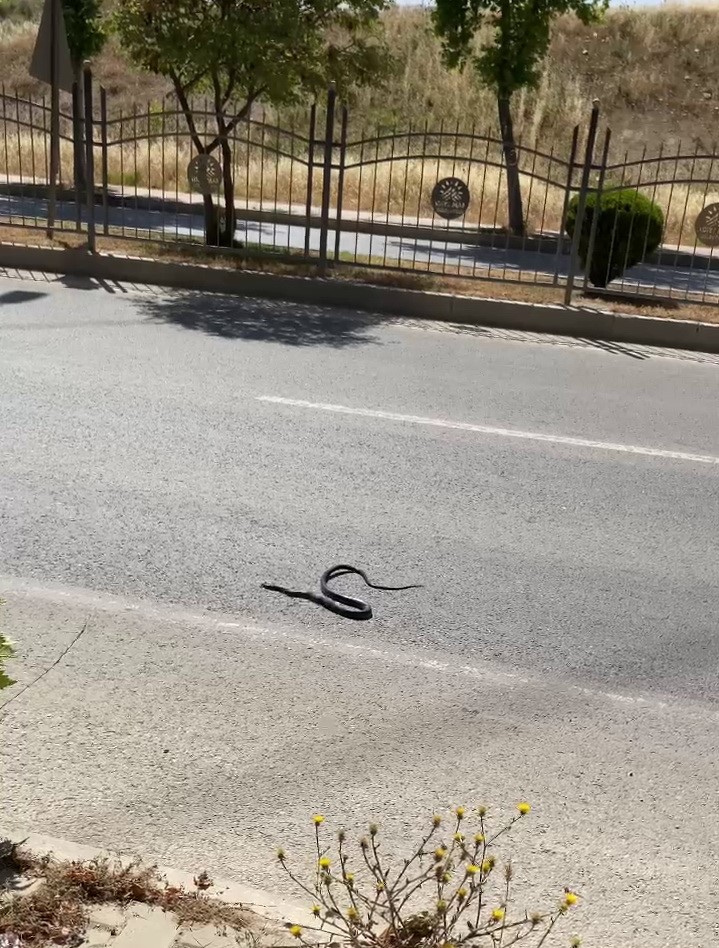 Karayılan yoğun trafiğin arasında telef oldu
