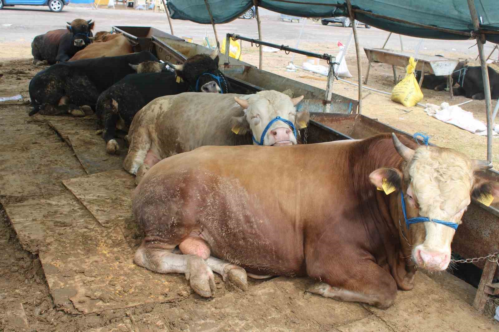 Kayseri’de kurban pazarlıklar hareketlendi