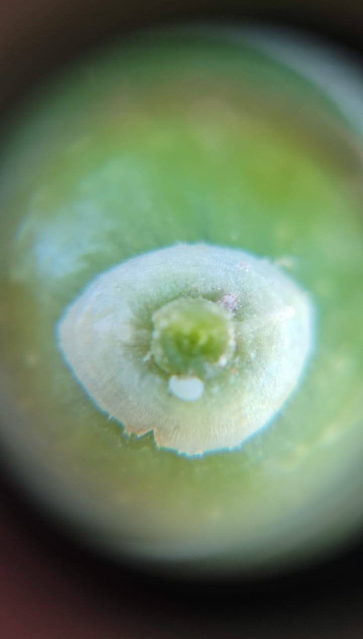 Salihli&rsquo;de &lsquo;zeytin g&uuml;vesi&rsquo; alarmı
