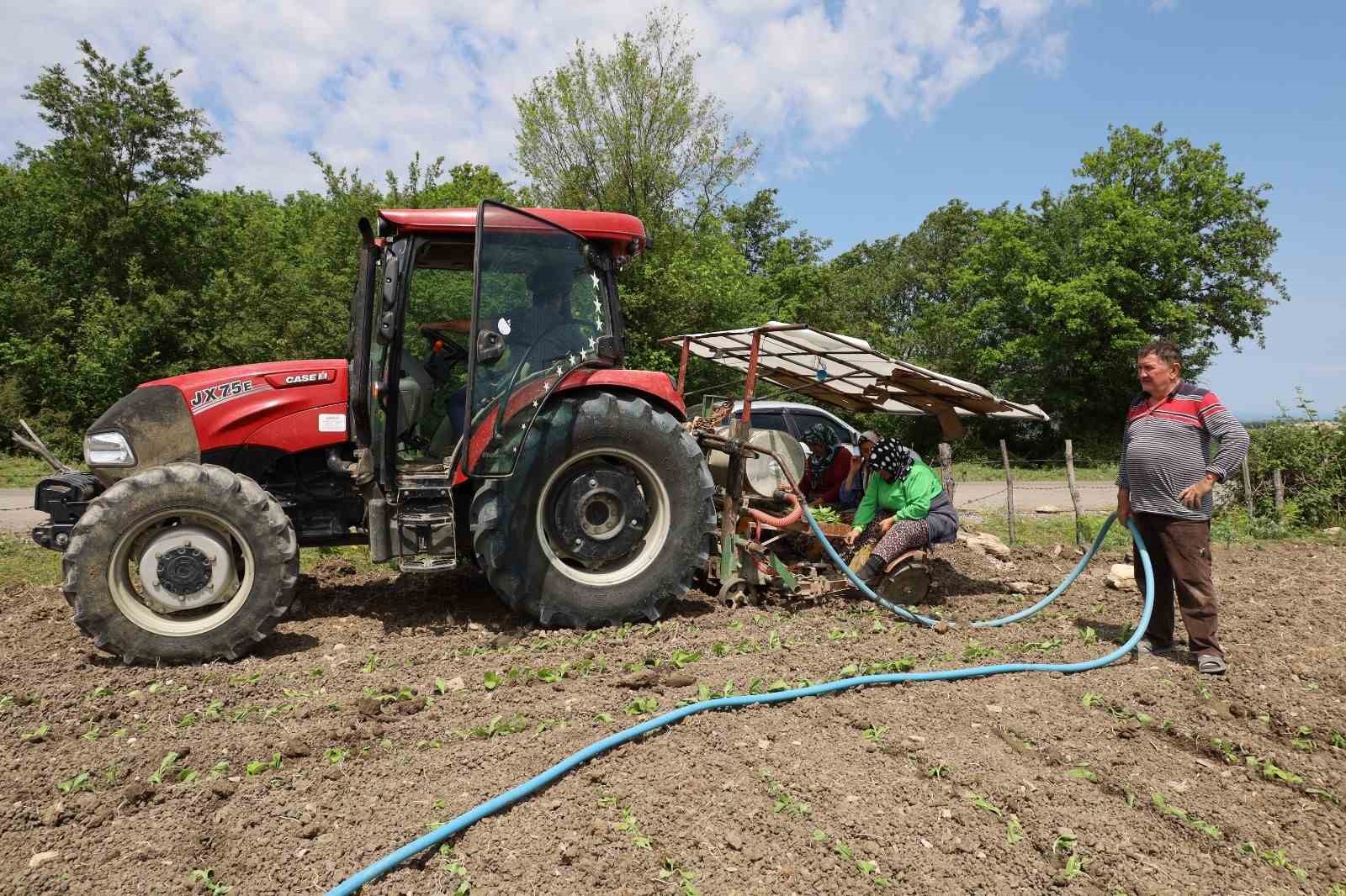 Tütün fideleri toprakla buluşmaya başladı