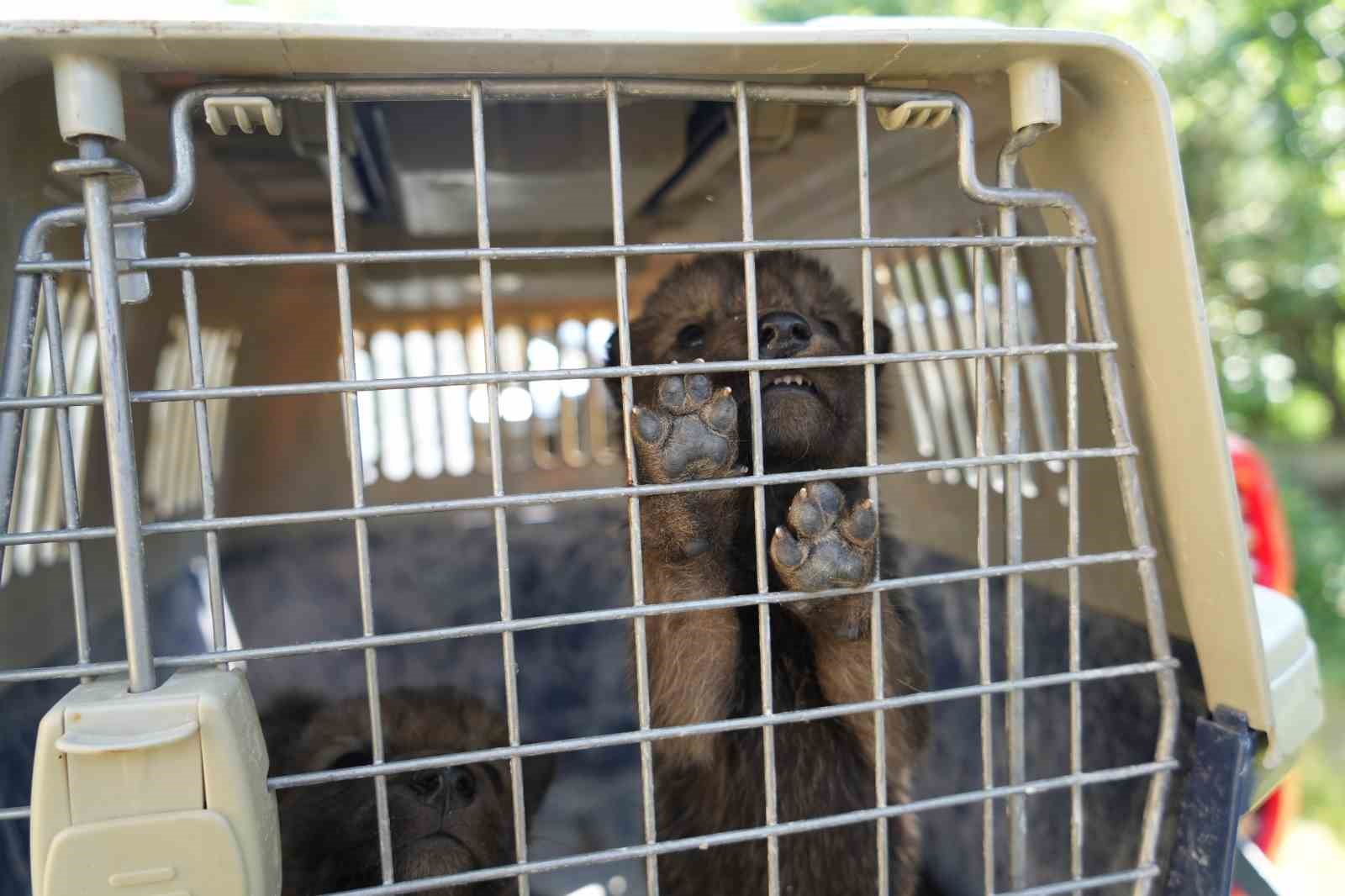 Muş’ta yaylada bulunan 4 kurt yavrusu koruma altına alındı